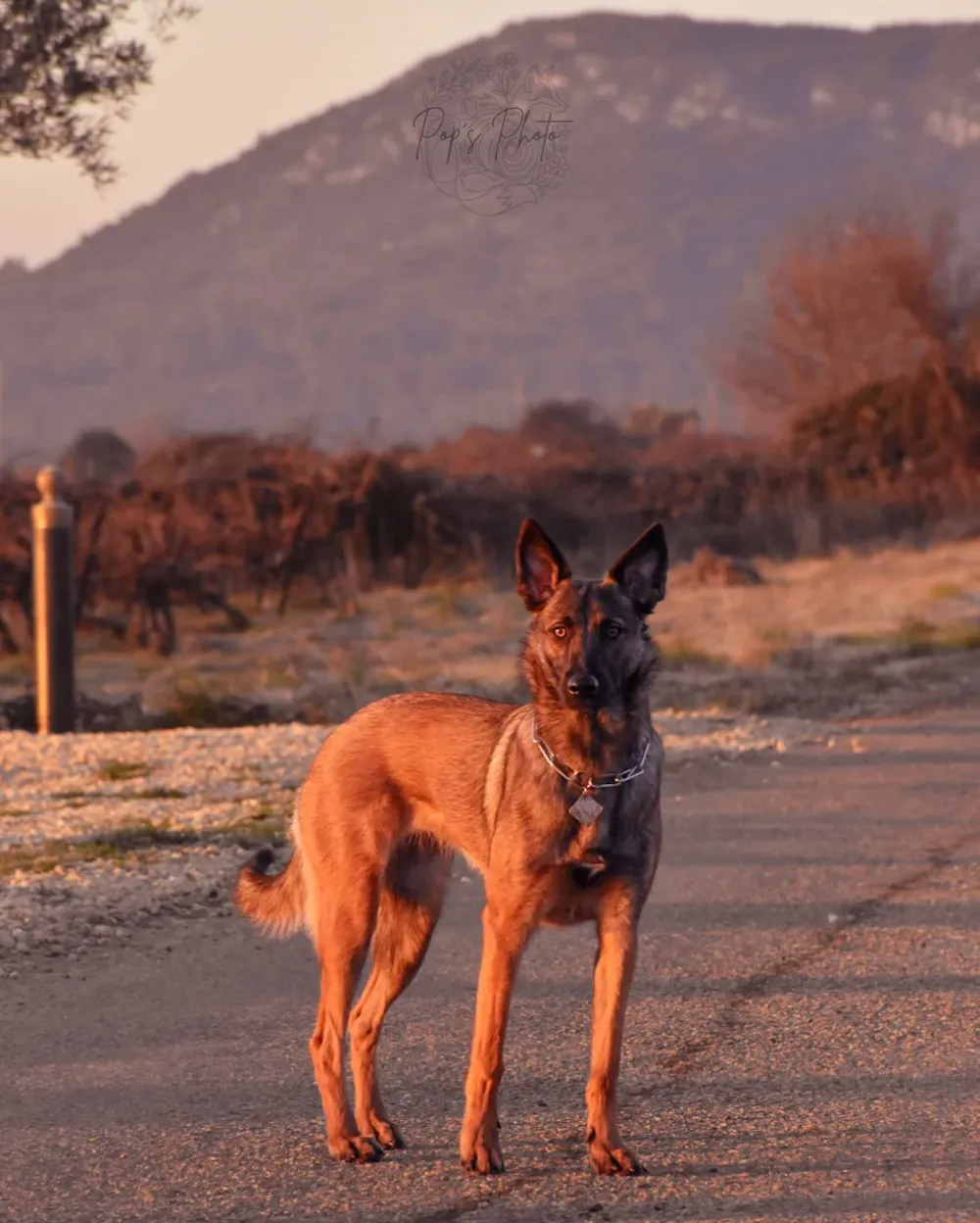 Canine