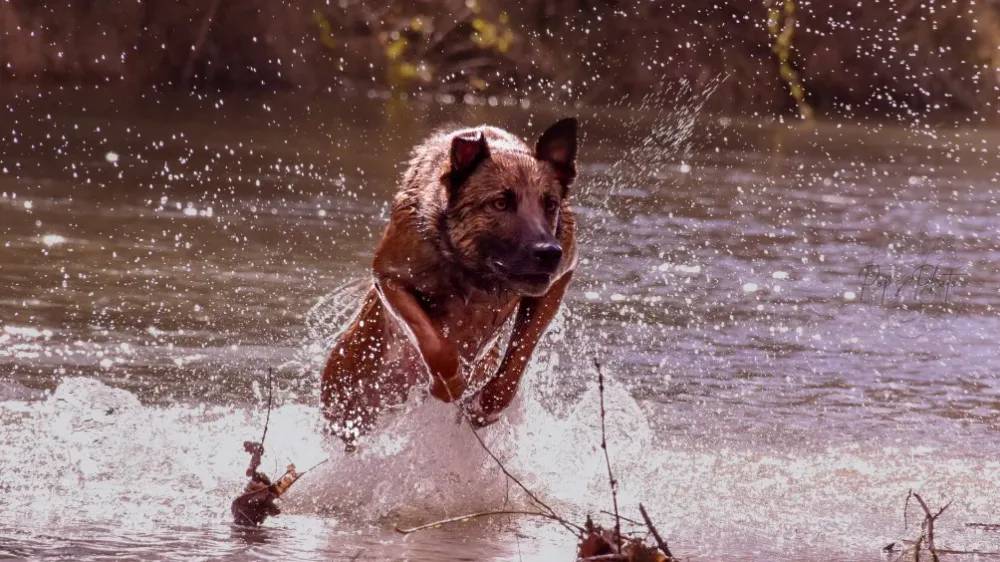 Canine