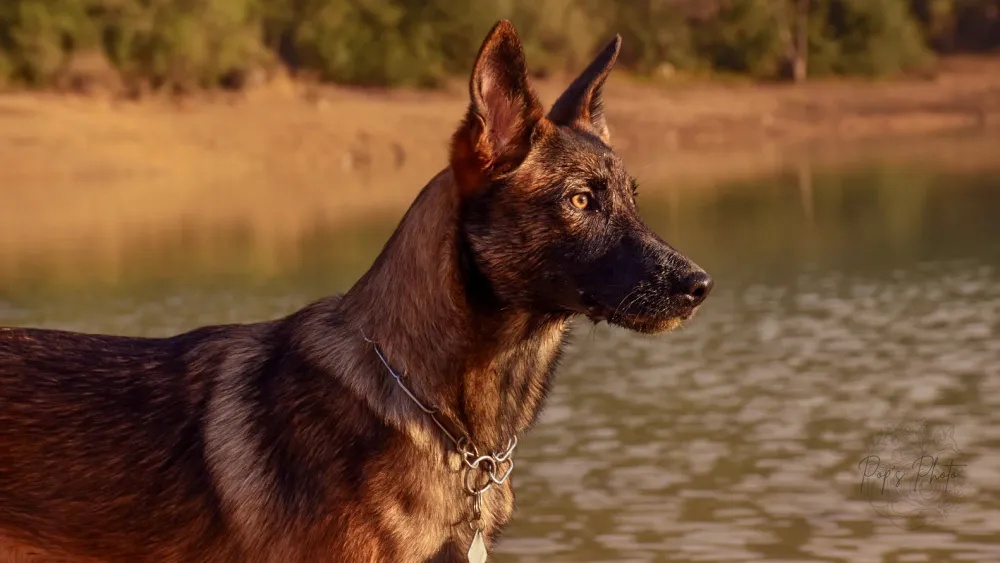 Canine