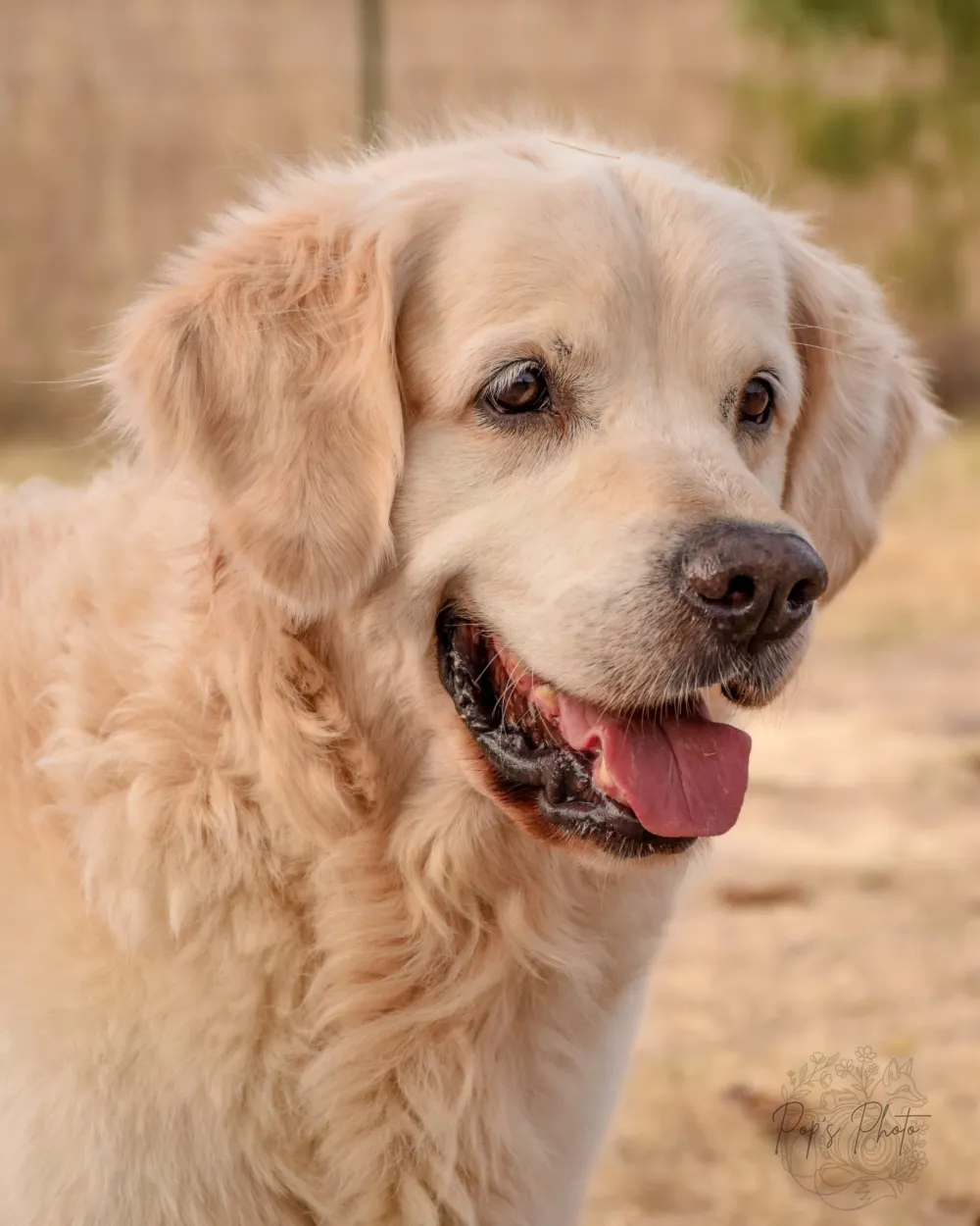 Canine
