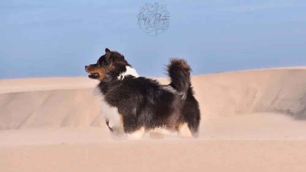 Canine