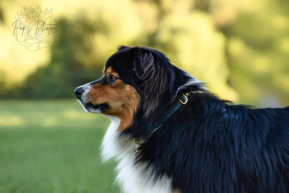 Canine