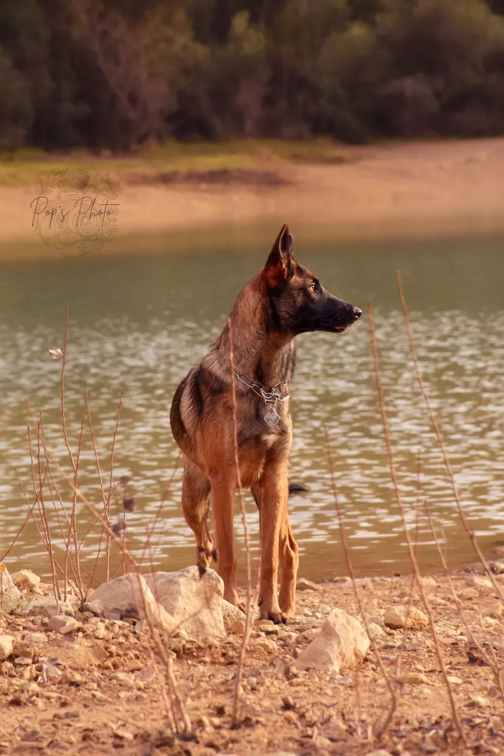 Canine