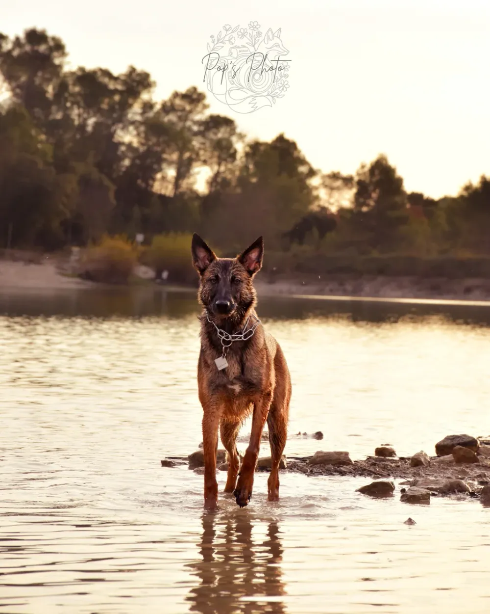 Canine