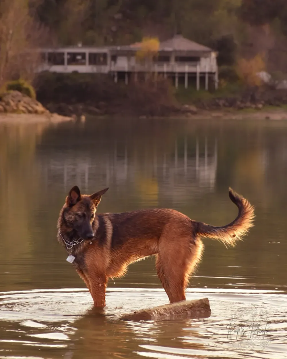 Canine